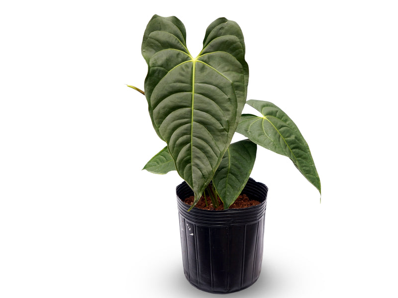 Anthurium veitchii x Anthurium papillilaminum