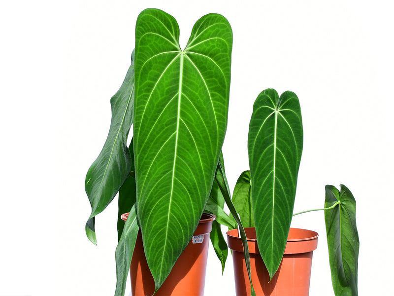 Anthurium warocqueanum 'Esmeralda' (Big)