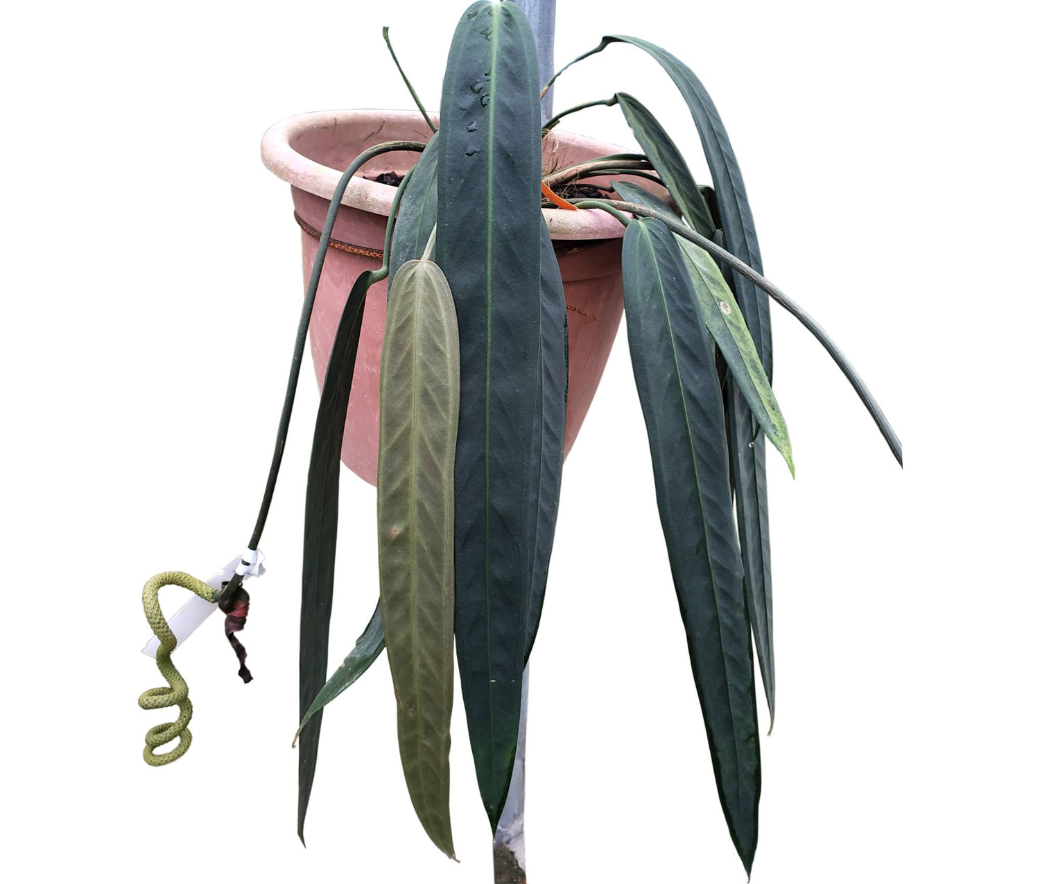 anthurium wendlingeri for sale Anthurium wendlingeri — Ecuagenera Orquídeas del Ecuador