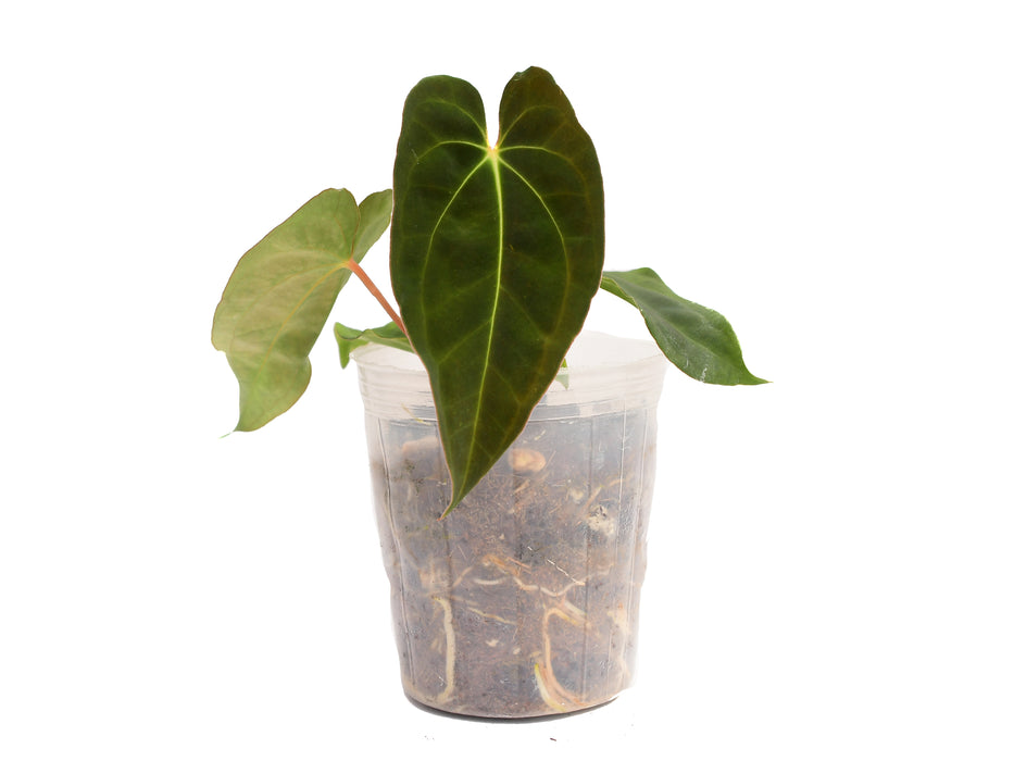 Anthurium besseae aff x Anthurium papillilaminum seedling