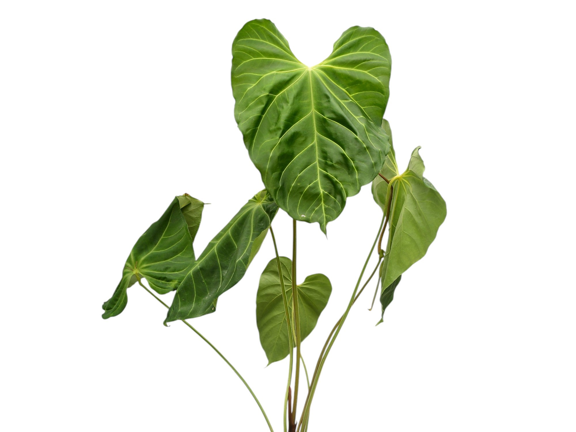 Anthurium magnificum x Anthurium pandurilaminum — Ecuagenera