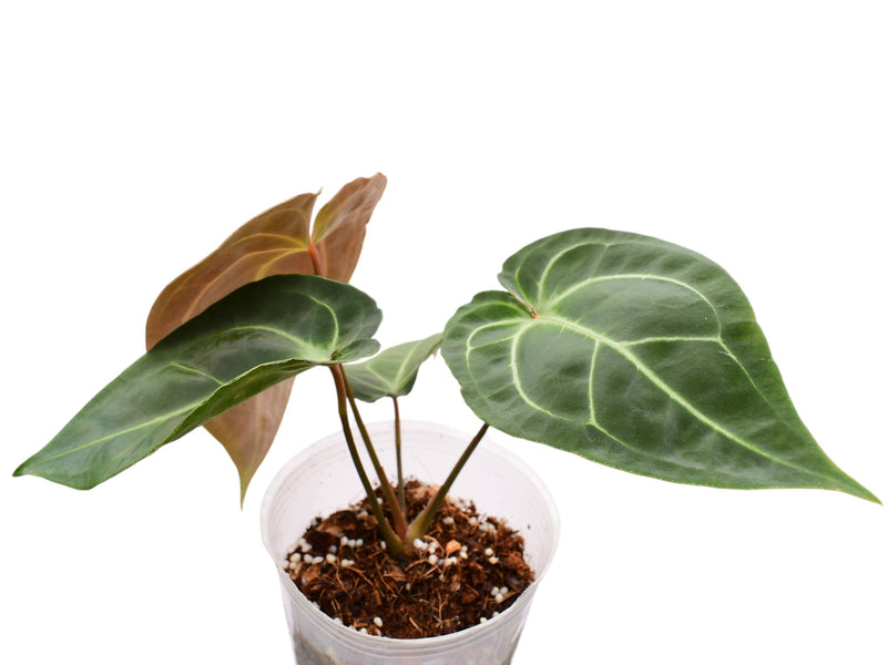 Anthurium Black Anaconda x Anth. Ecuagenera Green Soul