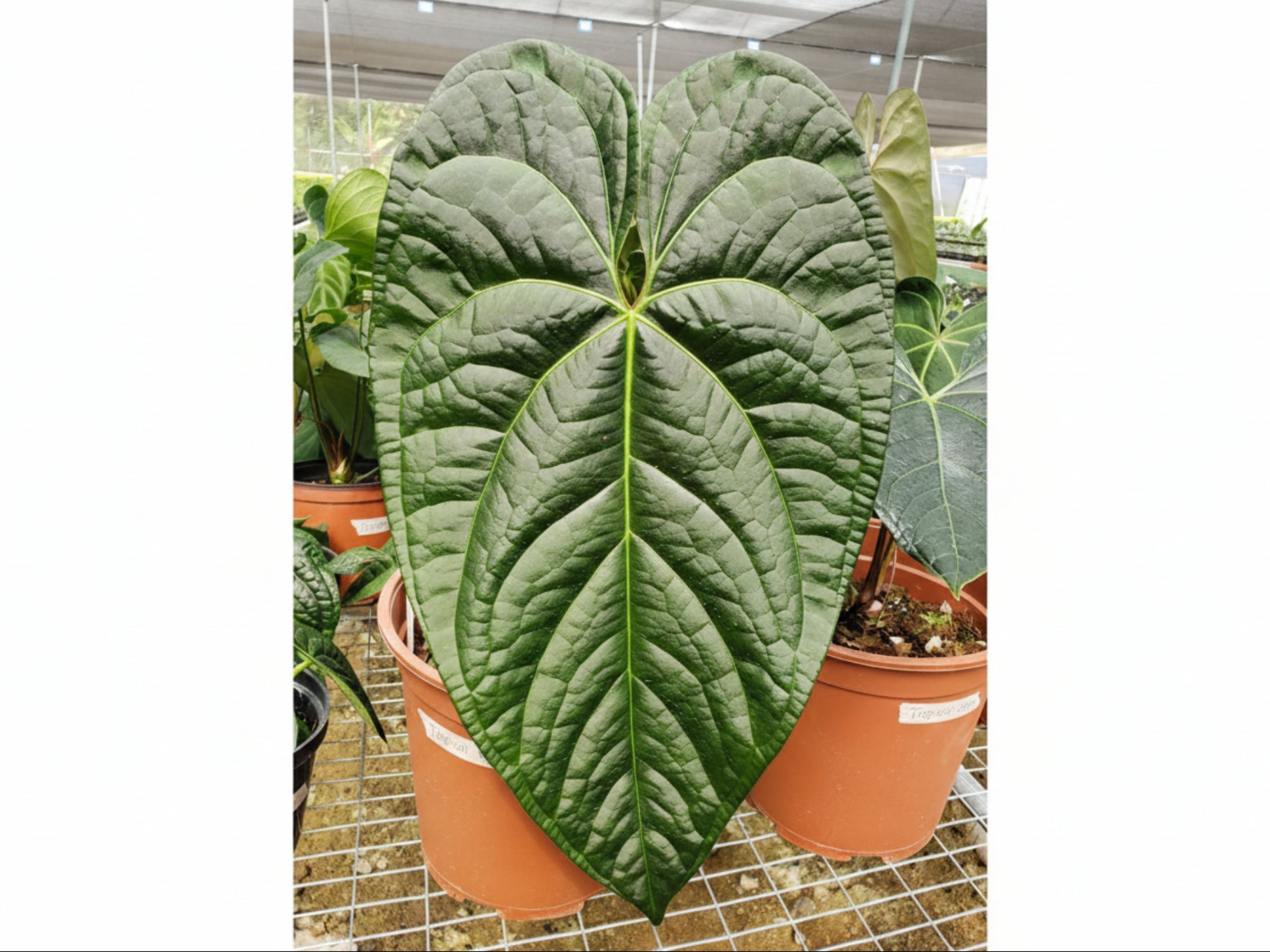 Anthurium Black Diamond — Ecuagenera Orquídeas del Ecuador