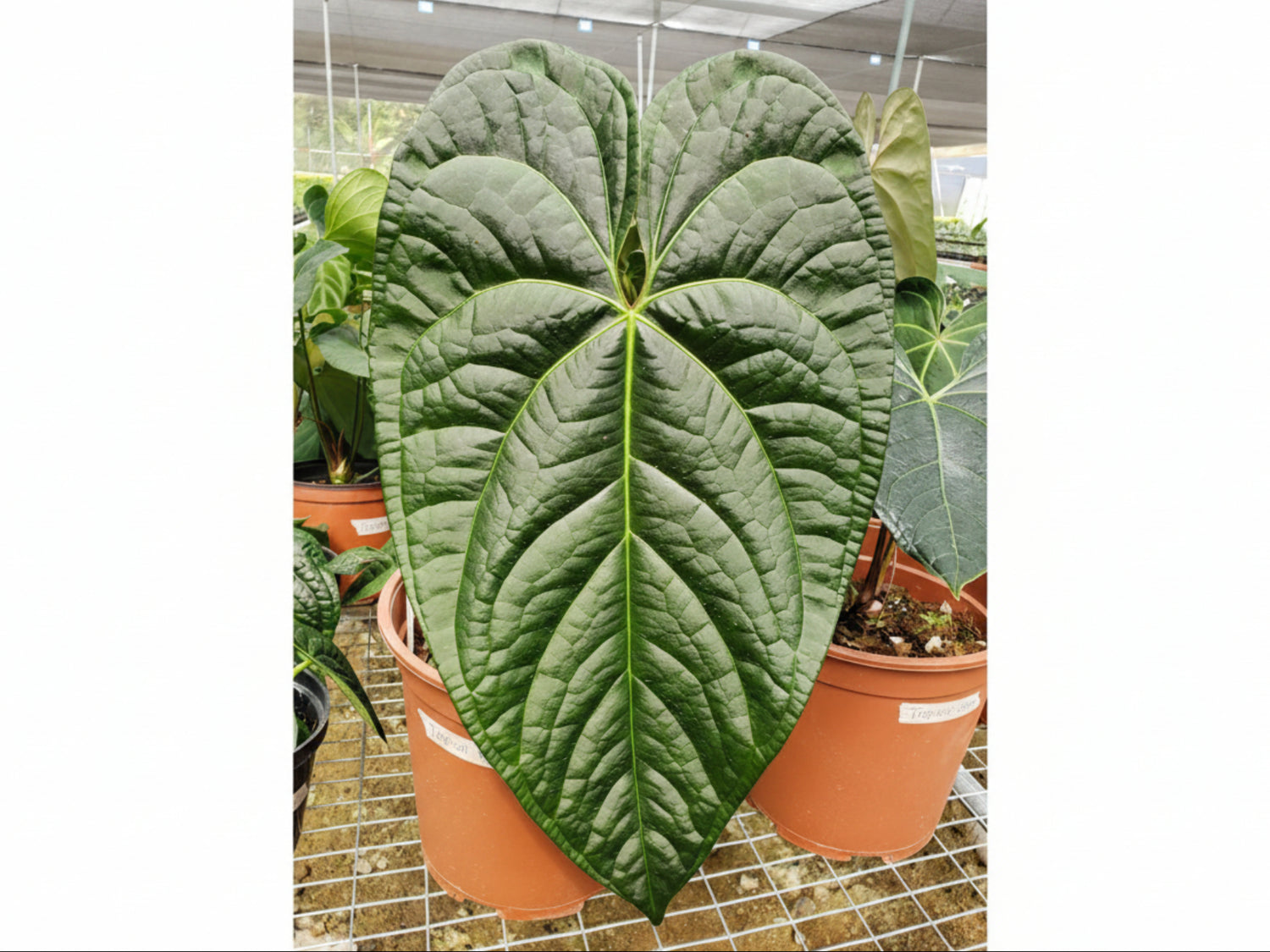 anthurium delicia Anthurium Black Diamond