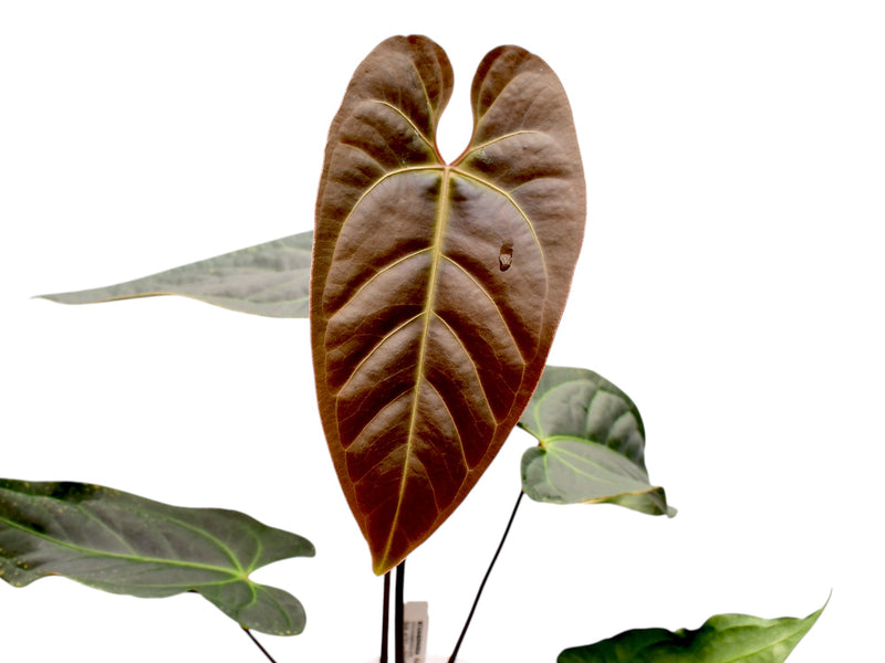 Anthurium Caamaño's Beauty
