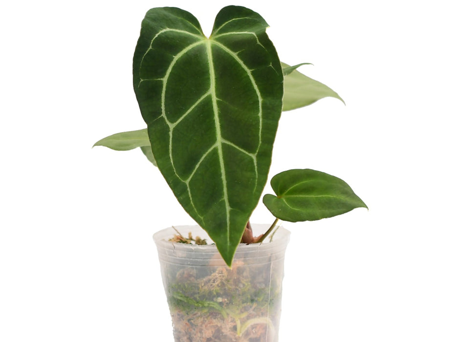 Anthurium Crystal Sky seedling