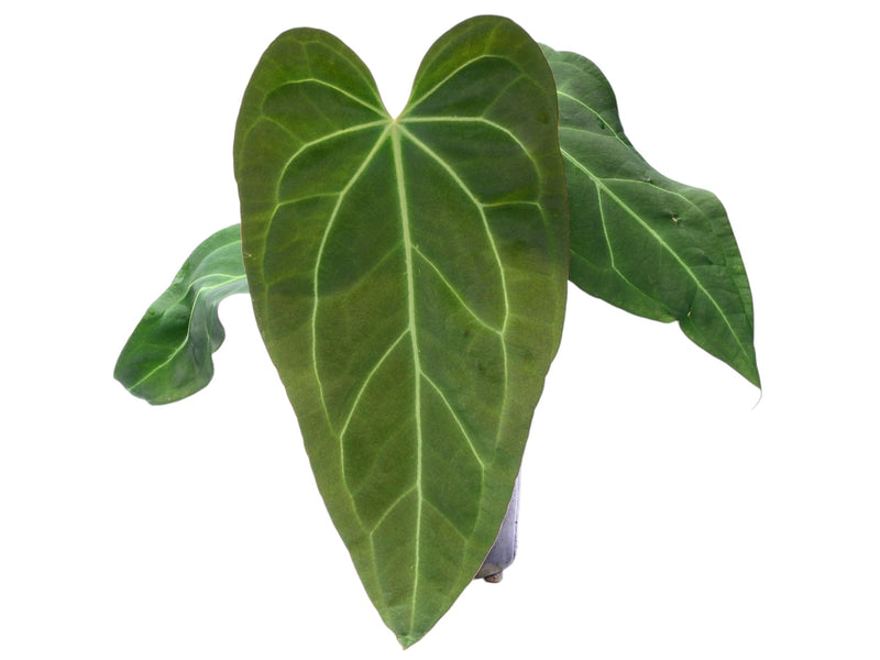 Anthurium Cuyabeno Soul x Anth. Andean Moon x (Anth. crystallinum)