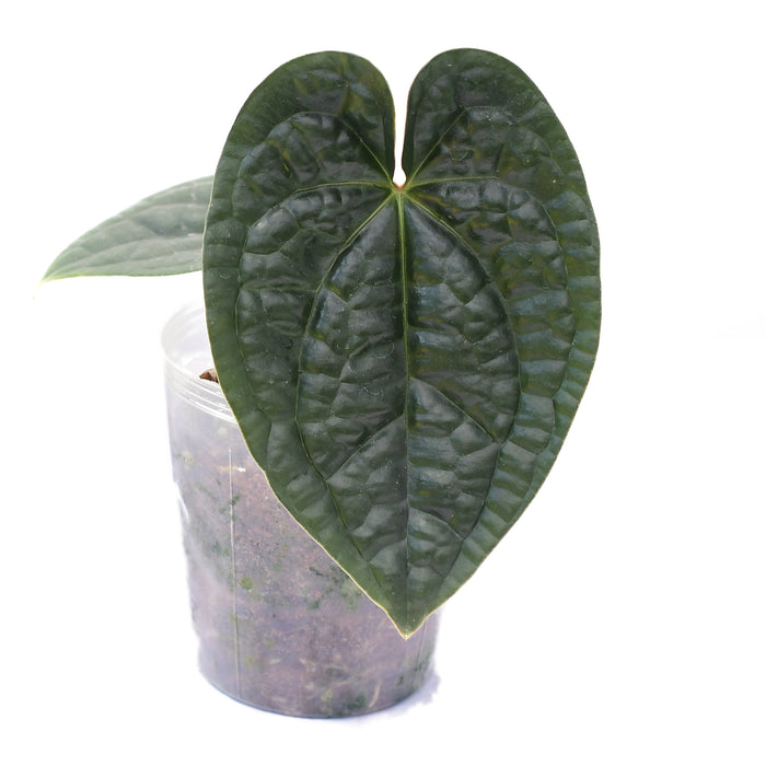 Anthurium David Portilla Dreams x Anthurium luxurians