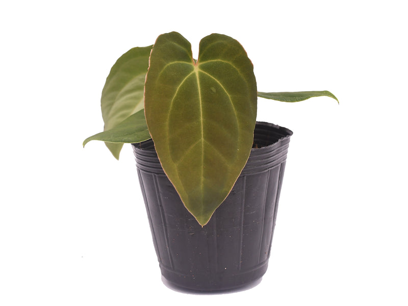 Anthurium Fantasy (seedling)