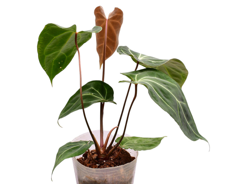 Anthurium Fantasy Sky