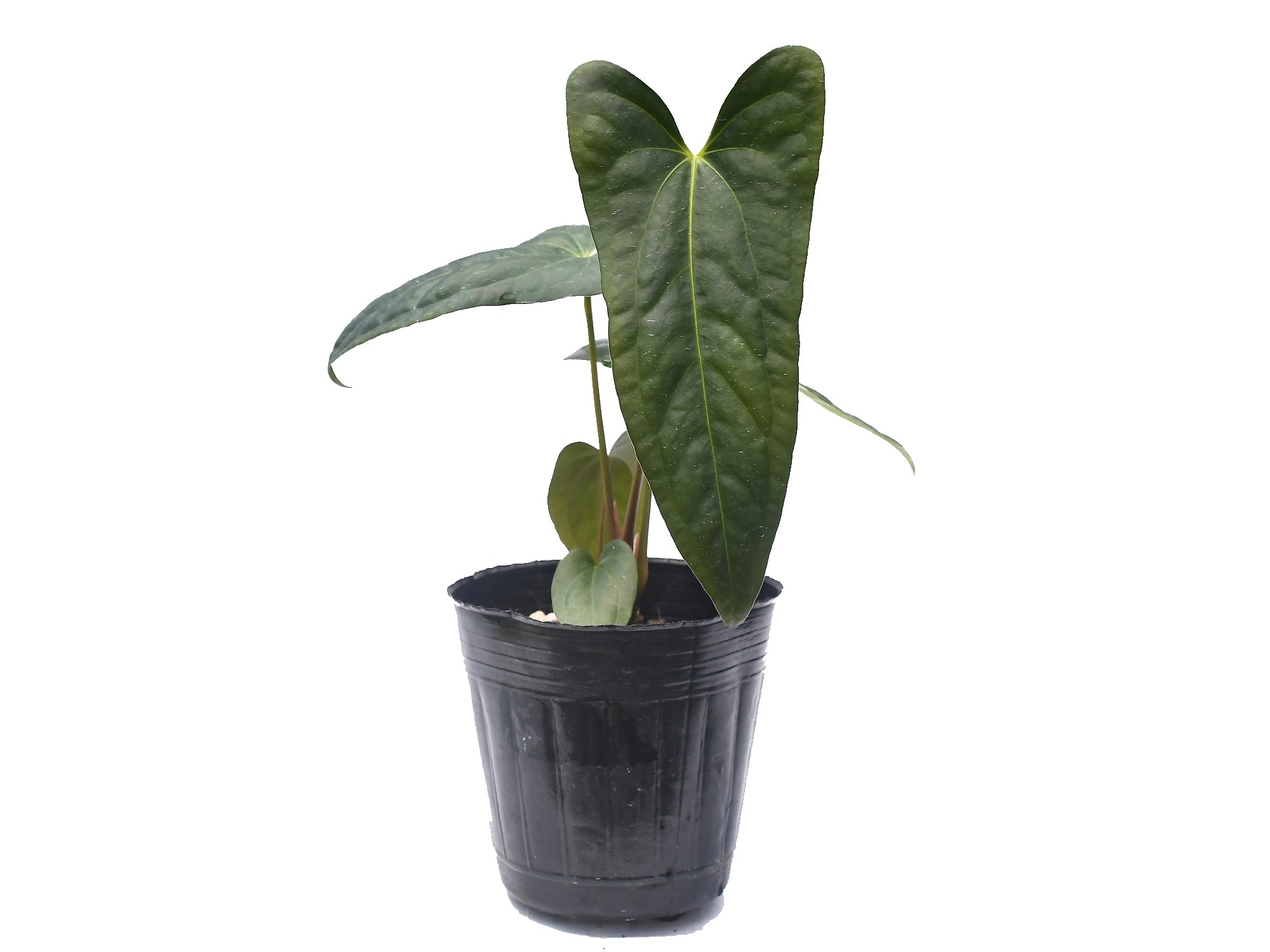Anthurium Luis's Mustache
