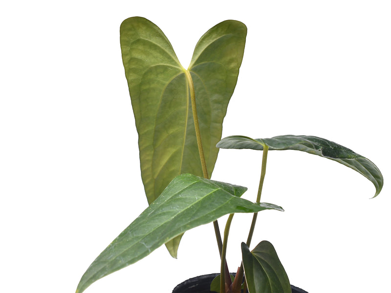 Anthurium Luis's Mustache