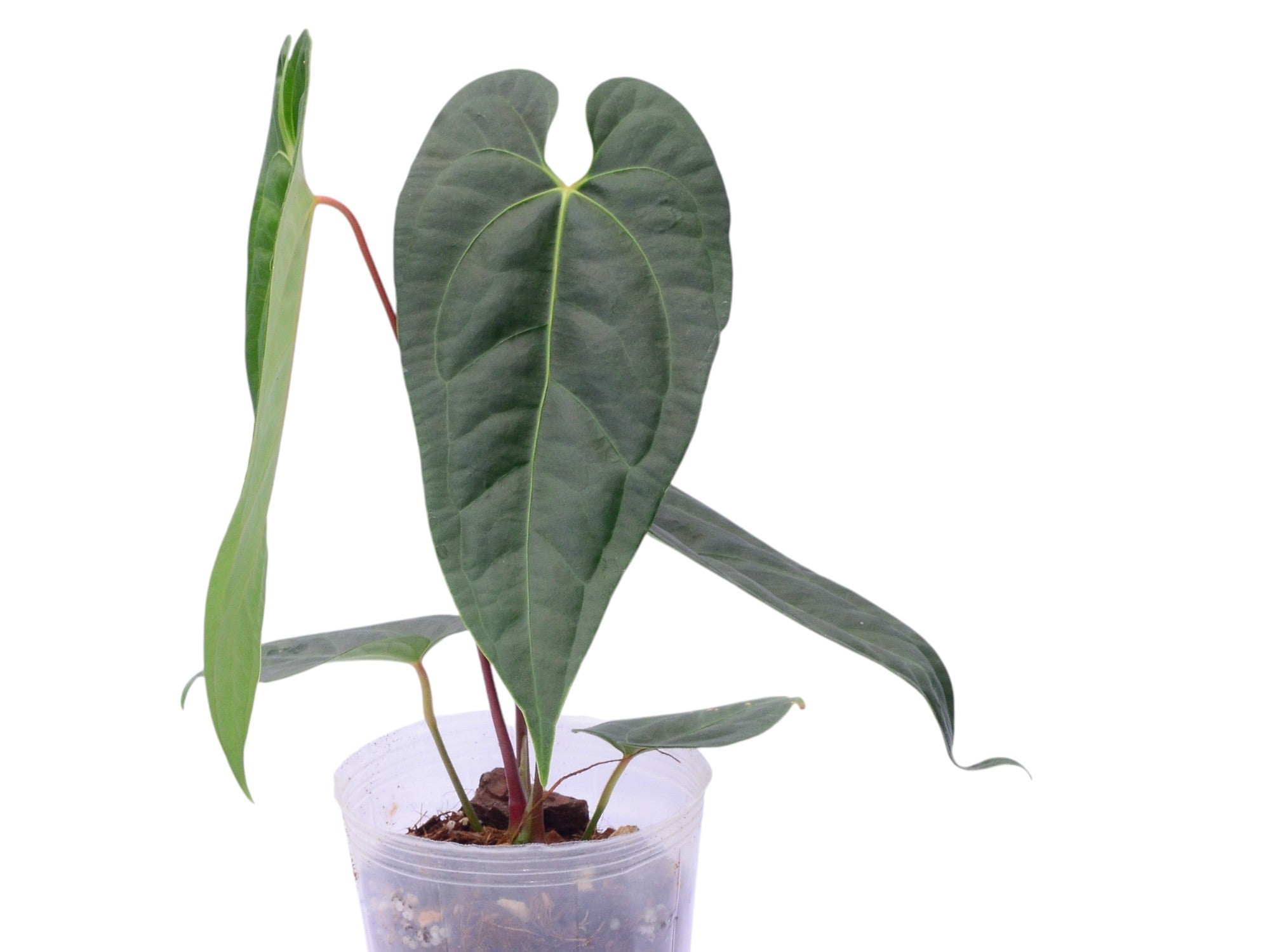 anthurium nega Anthurium Pangui Night