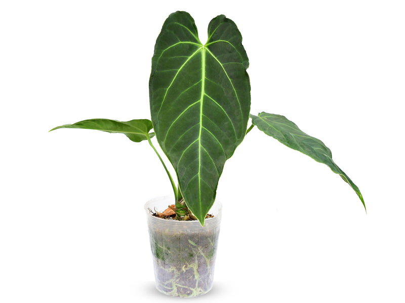 Anthurium Queens Kiss