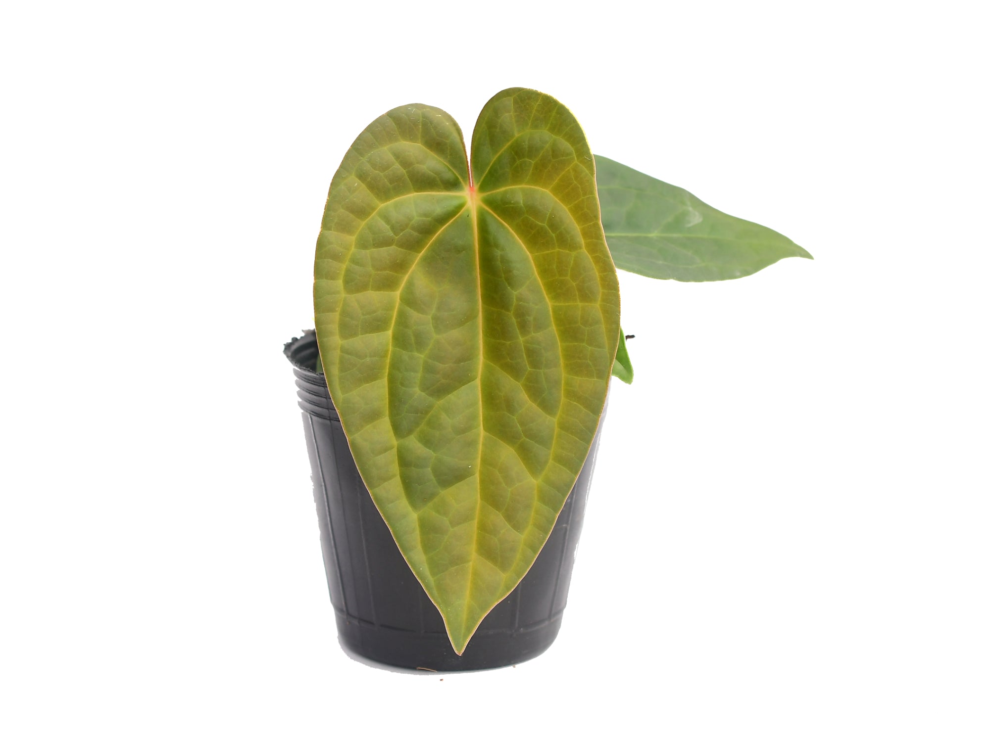 anthurium raven soul Anthurium Raven Soul (seedling)