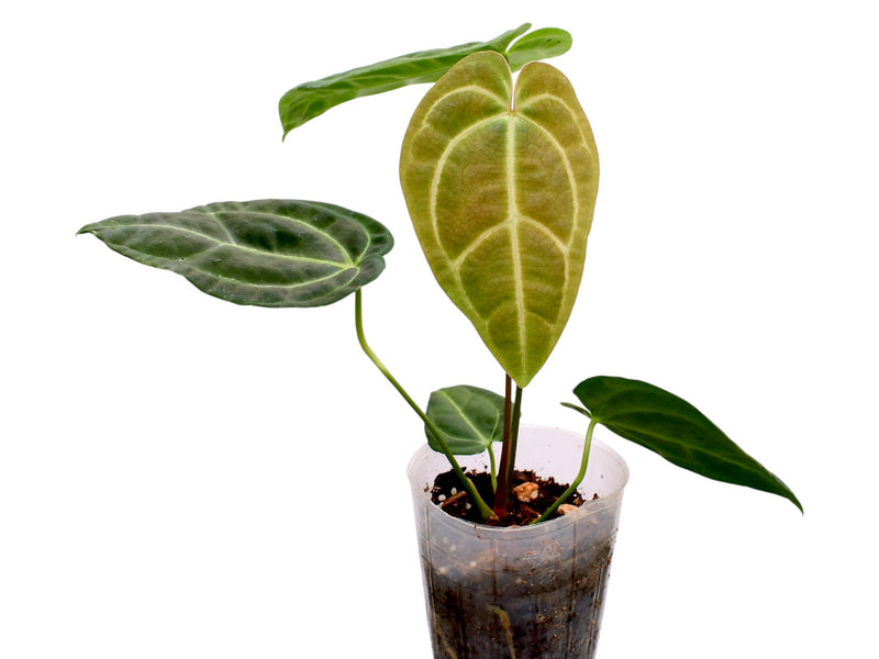 Anthurium Royal Sky