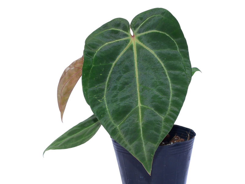 anthurium zebrina Anthurium Urban Jungle x (Anth. Dr. Block F2 x NSE Red Crystal)