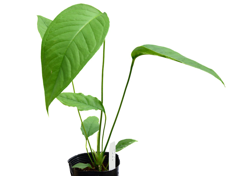 Anthurium cuspidatum (seedling)