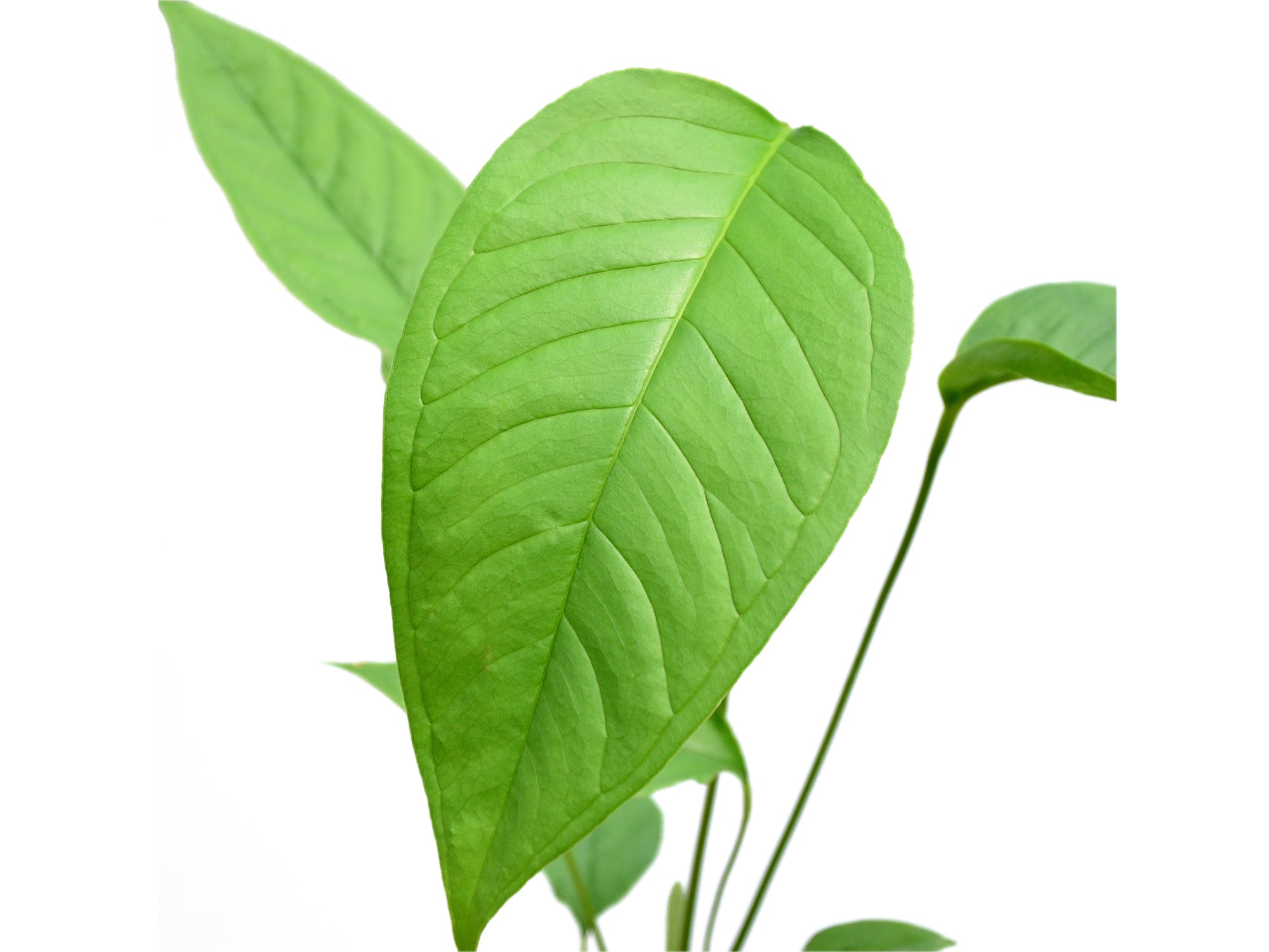Anthurium cuspidatum (seedling)