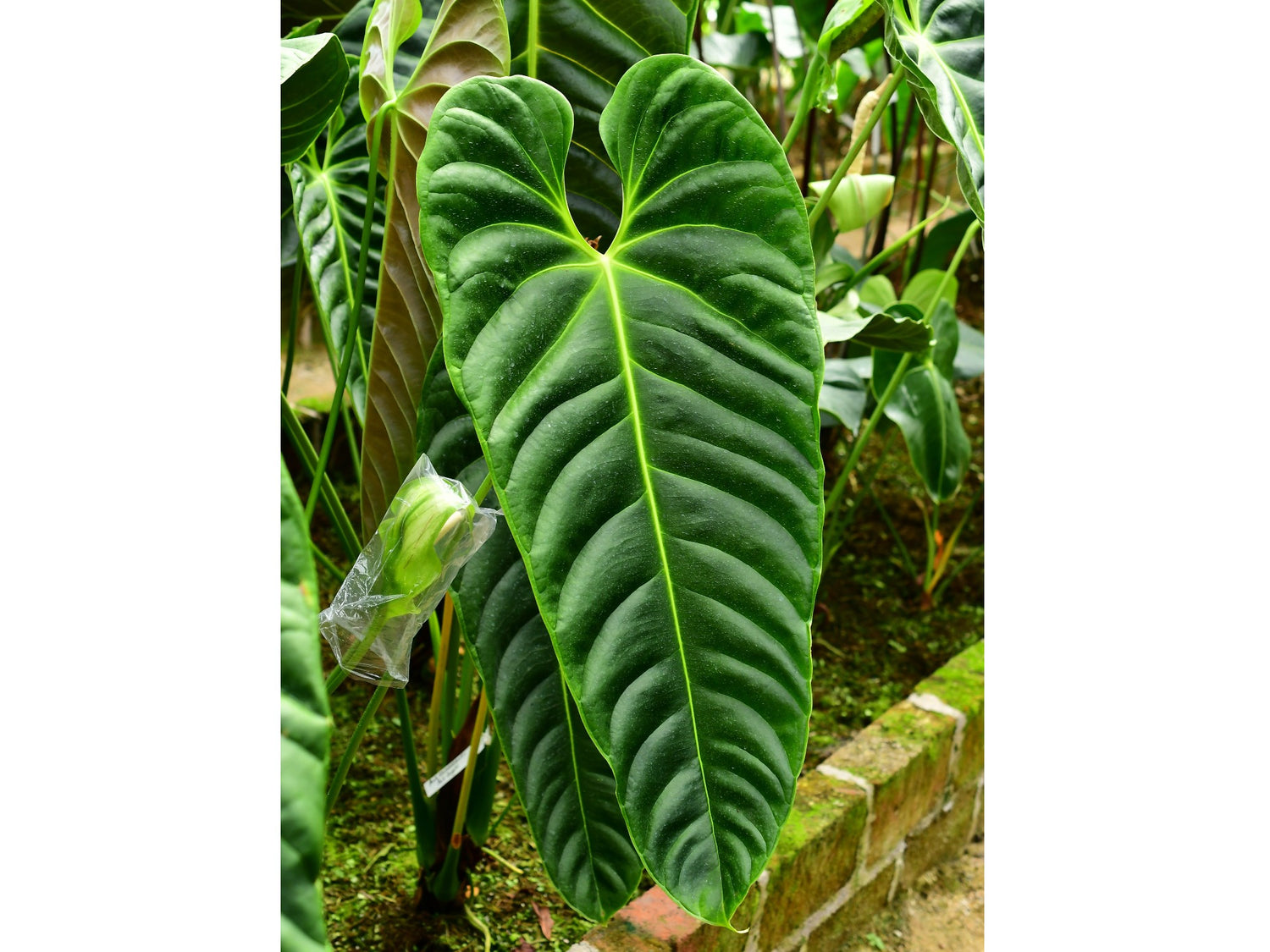 anthurium esmeraldense vs philodendron esmeraldense Anthurium esmeraldense (medium) — Ecuagenera Orquídeas del Ecuador