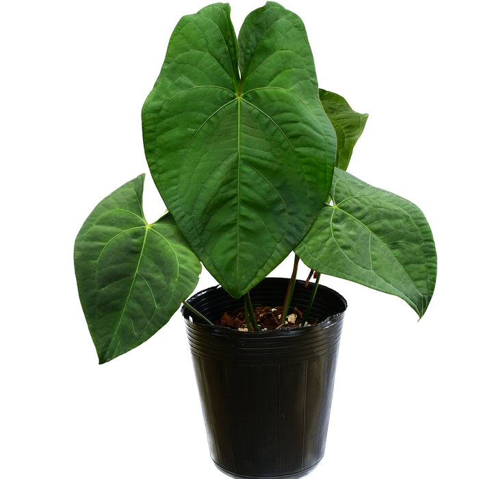 Anthurium forgetii x Anthurium sagittatum 'Ecuagenera'