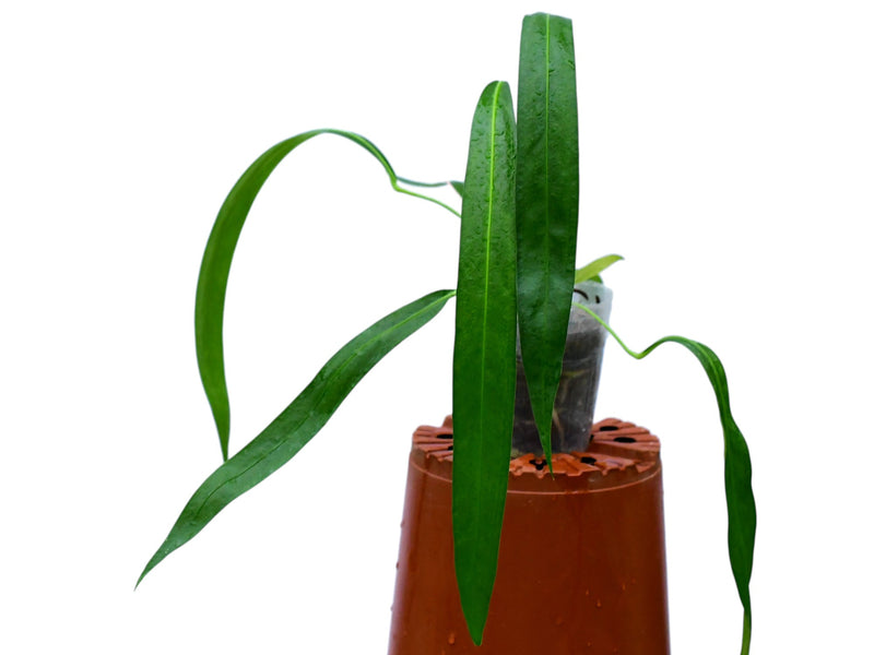 Anthurium friedrichsthalii (medium)