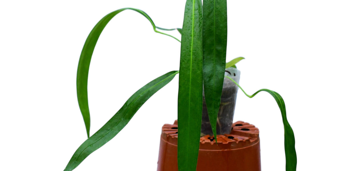 Anthurium friedrichsthalii (medium)  Ecuagenera Orqudeas del Ecuador