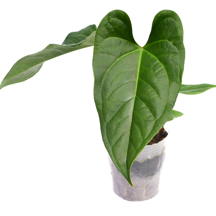 Anthurium insigne 'Paradise' x Anthurium forgetii