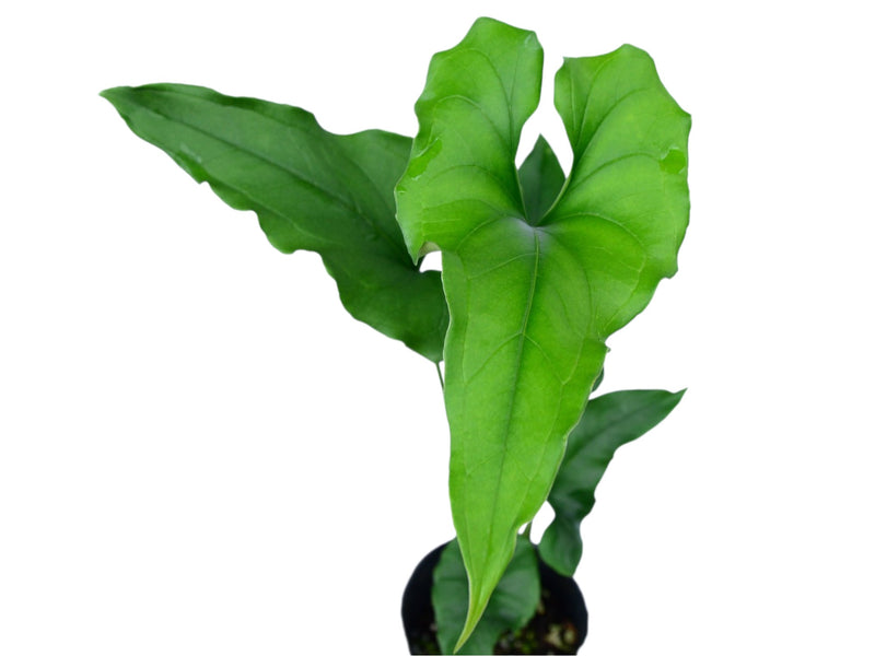 Anthurium lentii Ecuagenera