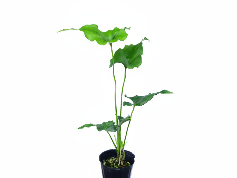 Anthurium lentii Ecuagenera (medium)