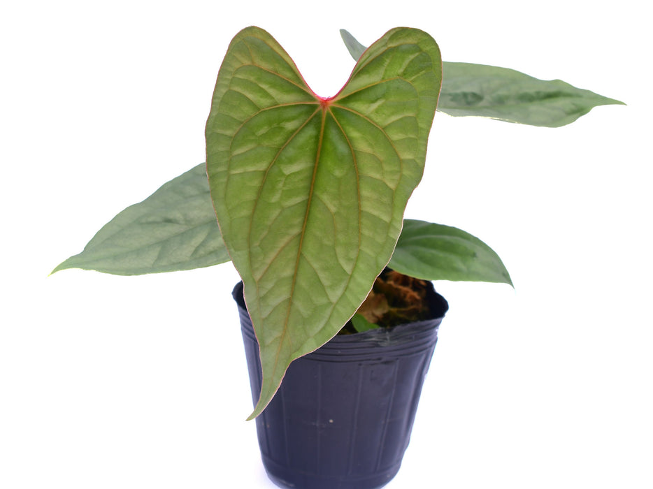 Anthurium luxurians x Anthurium nigrolaminum 'Ecuagenera' seedling