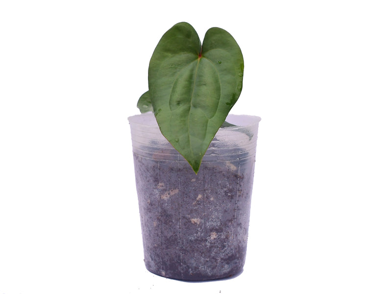 Anthurium nigrolaminum x Anthurium dressleri (seedling)