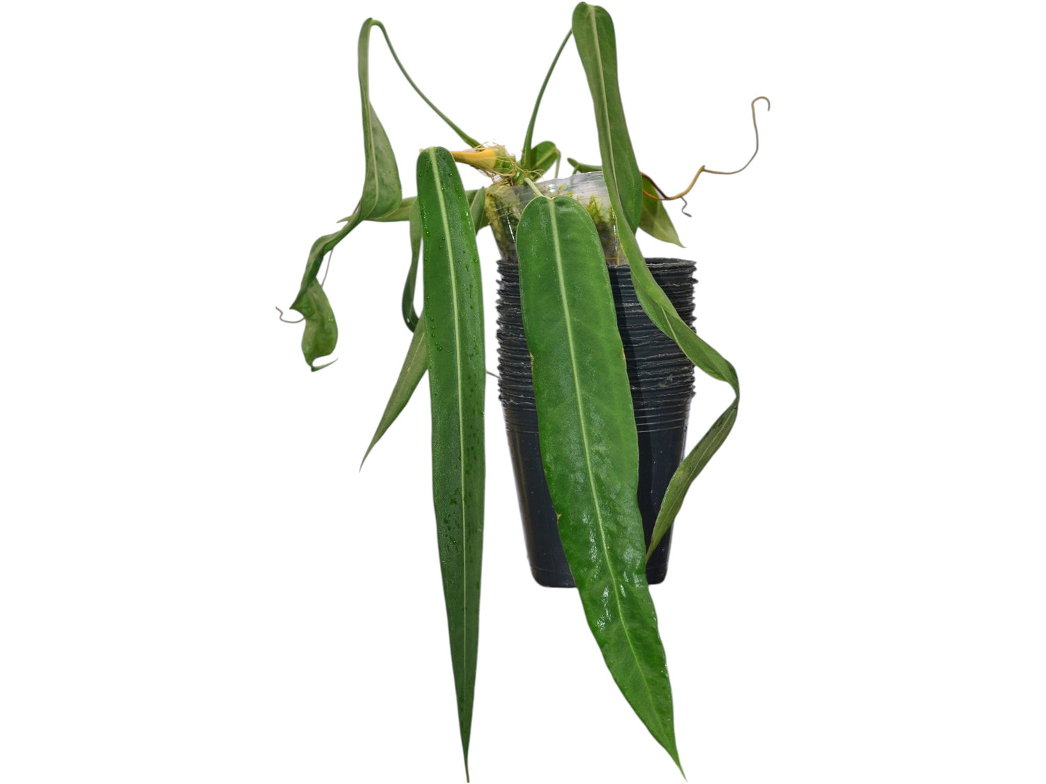 anthurium pallidiflorum buy Anthurium pallidiflorum — Ecuagenera Orquídeas del Ecuador