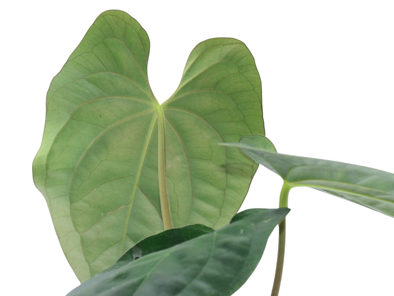 Anthurium papillilaminum x Anthurium dressleri