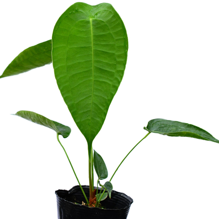 Anthurium peltigerum (seedling)