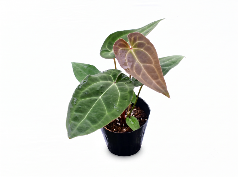Anthurium pinkleyi Hibrido x Anth. crystallinum x (Anth. Eureka)