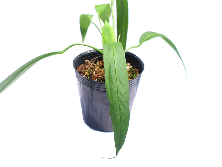 Anthurium vittariifolium (seedling)