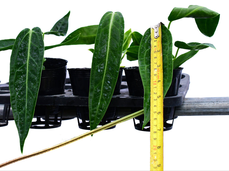anthurium warocqueanum seeds for sale Anthurium warocqueanum (seedling)