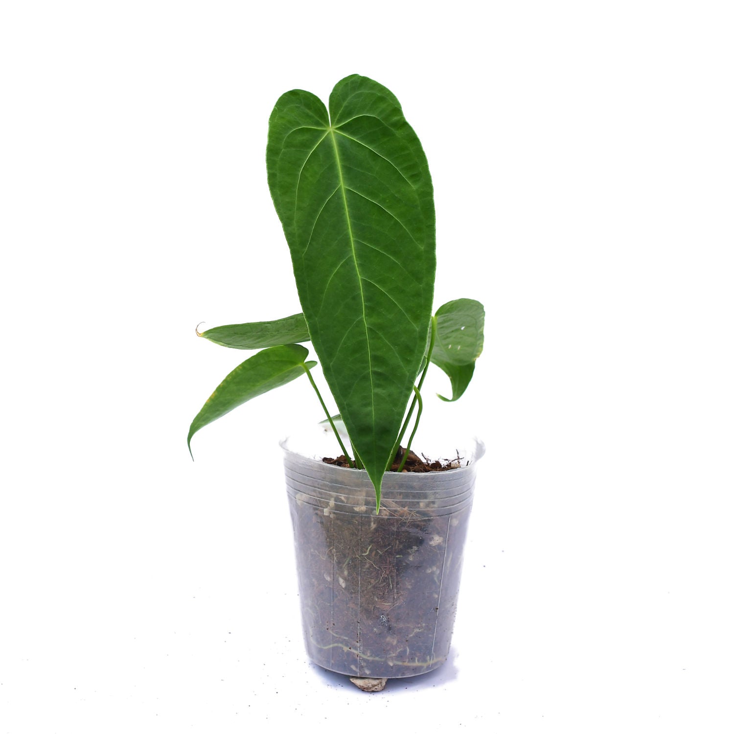 anthurium marmoratum Anthurium waterburyanum x Anthurium marmoratum 2 x (Anth. regale)