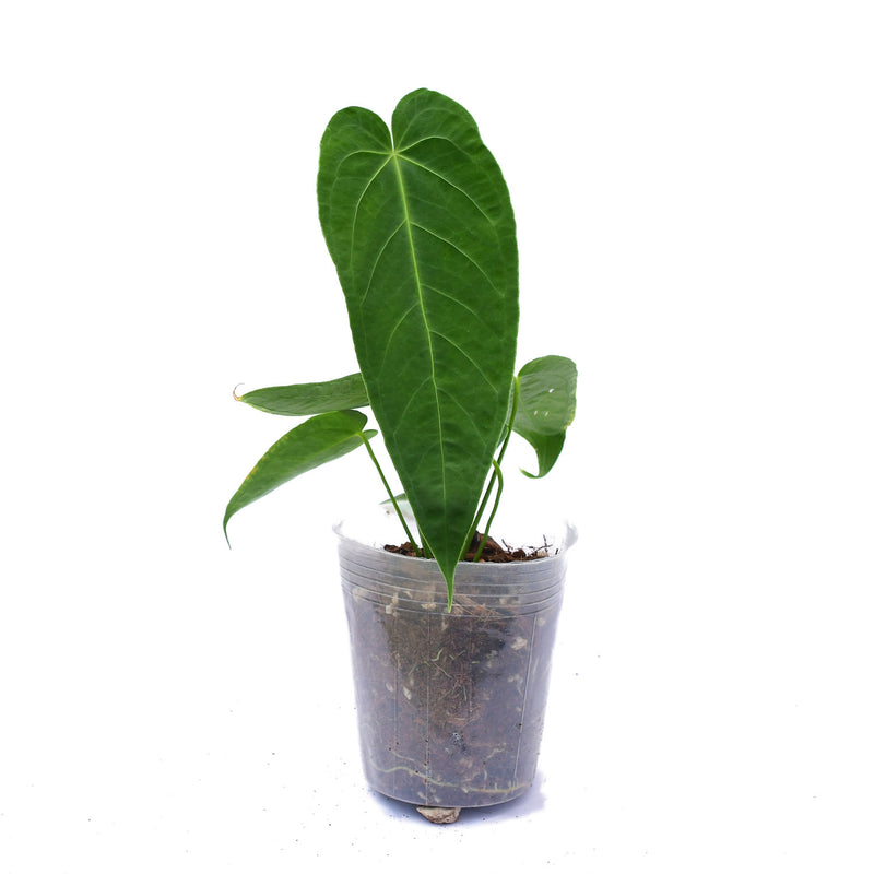 Anthurium waterburyanum x Anthurium marmoratum 2 X Anthurium regale