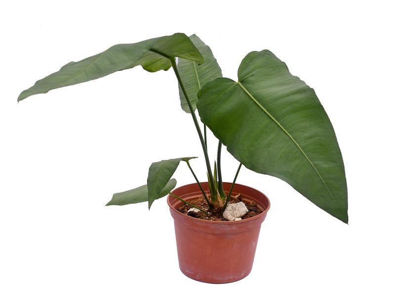 Anthurium xanthophylloides