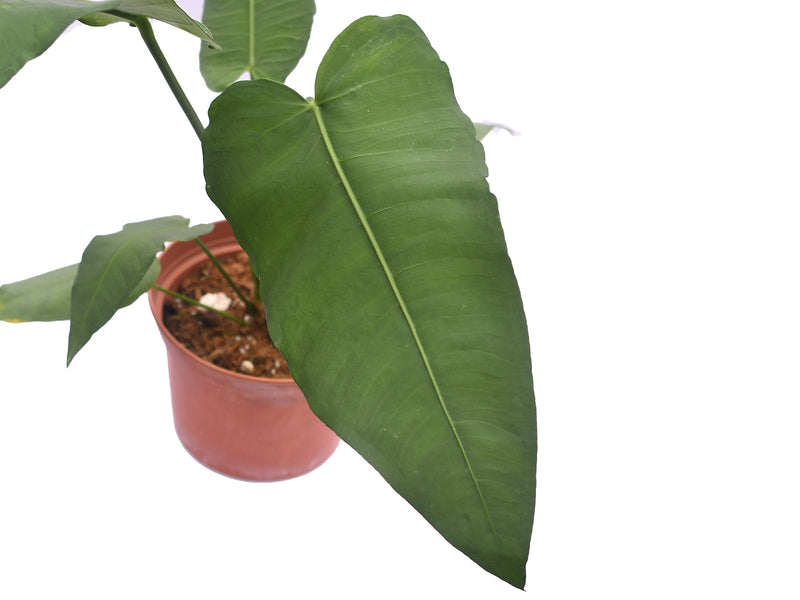 Anthurium xanthophylloides