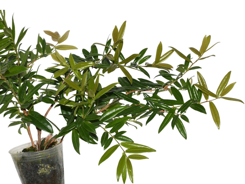 Anthopterus revolutus