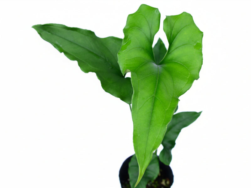 Anthurium lentii Ecuagenera (medium)