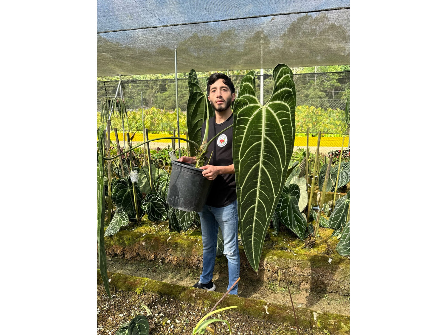 queen anthurium warocqueanum Anthurium Warocqueanum Dark Form