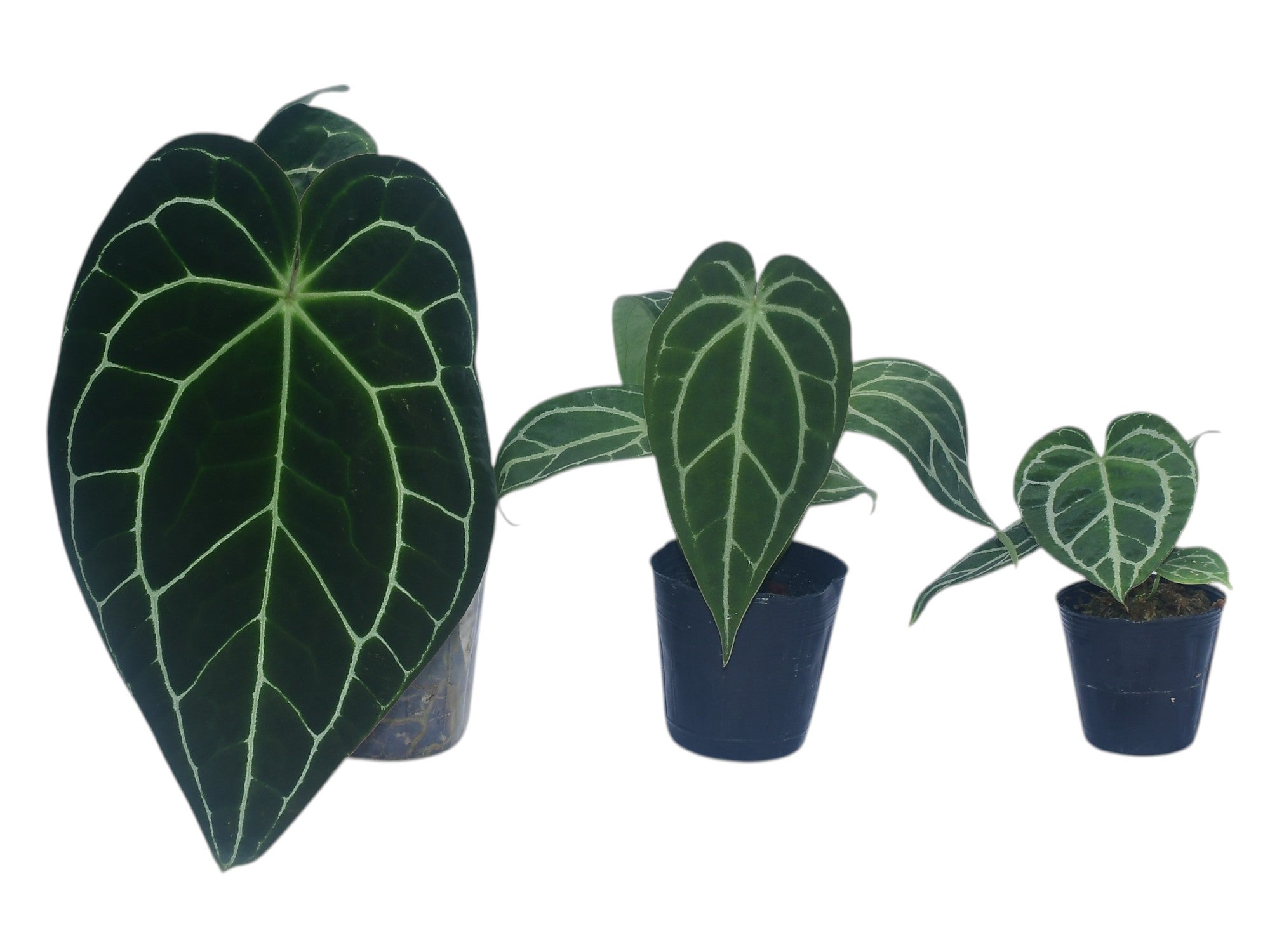 anthurium crystallinum mature Anthurium crystallinum (Big) – Velvety Silver-Veined Anthurium — Ecuagenera  Orquídeas del Ecuador