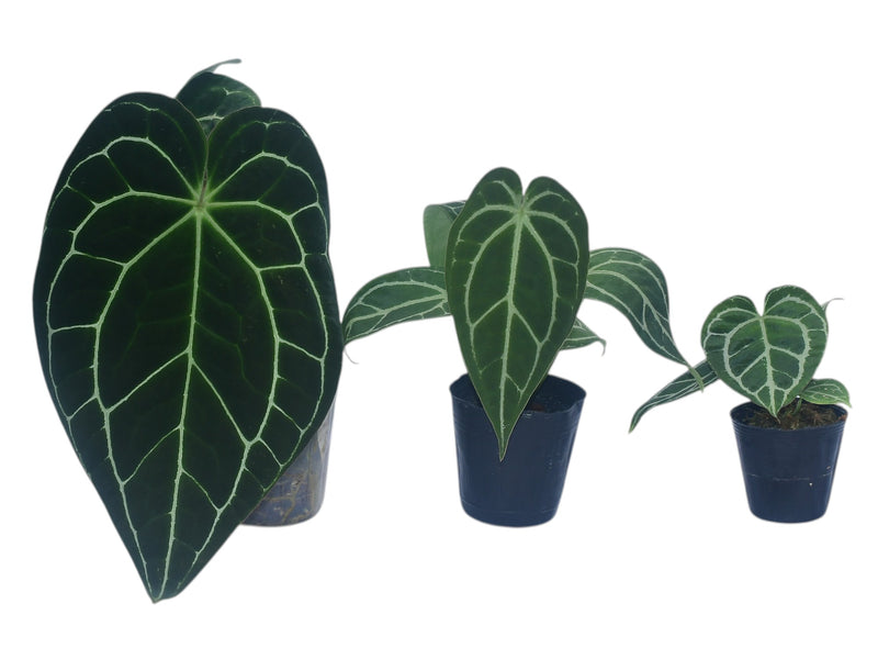 anthurium crystallinum big Anthurium crystallinum (Big)