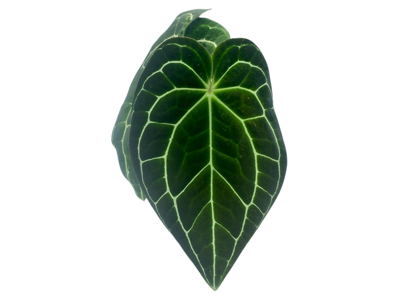 Anthurium crystallinum (Big)