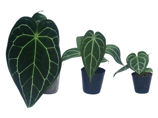 anthurium crystallinum for sale australia Anthurium crystallinum (Big) – Velvety Silver-Veined Anthurium — Ecuagenera Orquídeas del Ecuador