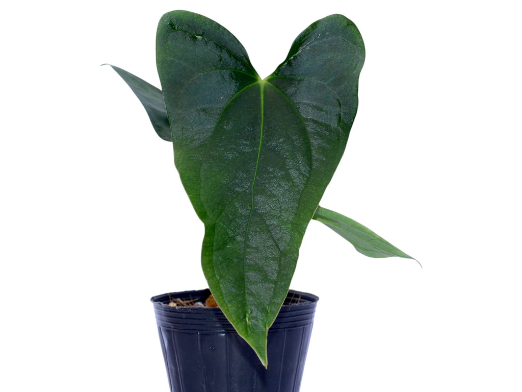 Anthurium papillilaminum 'Jolis' x Anthurium Deborah Ward 'Inverse